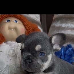Axel - Blue male French Bulldog puppy in Waitts Lake, Washington from Best Friend standard Frenchies