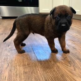Sleepy - Fawn male Belgian Malinois puppy in Signal Mountain, Tennessee from Torgun Police Dogs