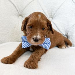 Rocky - Red  male Goldendoodle puppy in Sterling, Illinois from Charley's Goldendoodles
