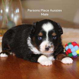 Handsome - Black tri male Toy Australian Shepherd puppy in Chandler, Oklahoma from Parsons Place Aussies