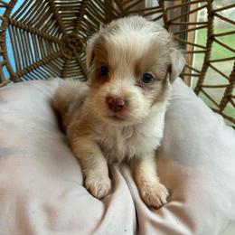 Jeremiah - Red tri-color male Australian Shepherd puppy in Grants Pass, Oregon from Carmel Mountain Aussies