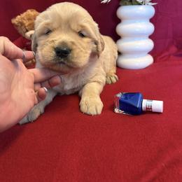 Bosco - Golden male Golden Retriever puppy in Grant County, Indiana from On The Sunny Side Pavey Farms