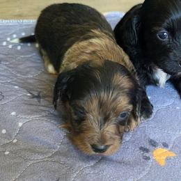 River - Dapple male Dachshund puppy in Bay Springs, Mississippi from JV'S Little Legends Dashounds