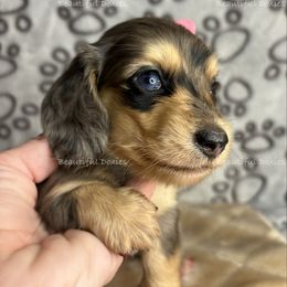 Shell - Dapple female Dachshund puppy in Washington from Beautiful Doxies
