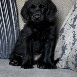 Labradoodle and Labrador Retriever Puppies from Moore than Dogs