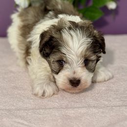 Damian - Parti male Miniature Schnauzer puppy in Aurora, Missouri from Crazy 'Bout Schnauzers