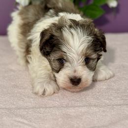 Damian - Parti male Miniature Schnauzer puppy in Aurora, Missouri from Crazy 'Bout Schnauzers