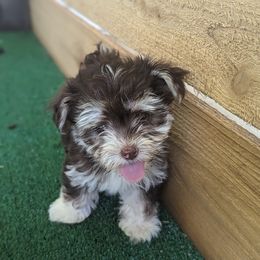 Moana - Havanese puppy from Third Coast Havanese