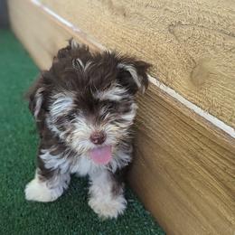 Moana - Havanese puppy from Third Coast Havanese