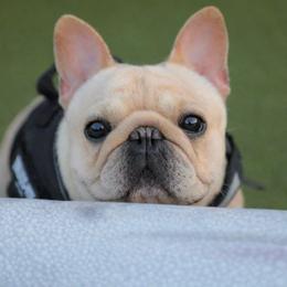 French Bulldog puppies from Schuster Haus