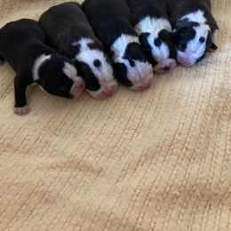 Boston Terrier Puppies from Holly's Boston Terriers