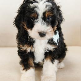 'Dill' Blue Collar Male - Tri-color male Bernedoodle puppy in Kamas, Utah from A + E Farms