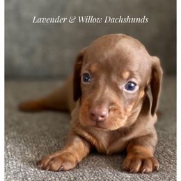Dachshund Puppies from Lavender and Willow Dachshunds
