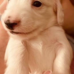 Lolly - Piebald female Dachshund puppy in Petersburg, Virginia from Wiggle Waddle Dachshunds