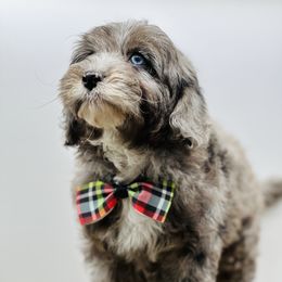 Goldendoodle Puppies from DM Hilltop FURfamily