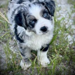 Australian Shepherd Puppies from HP Aussie Kennels