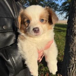 Cedar - Blue male Pembroke Welsh Corgi puppy in Paxton, Illinois from McGovern Family Corgis