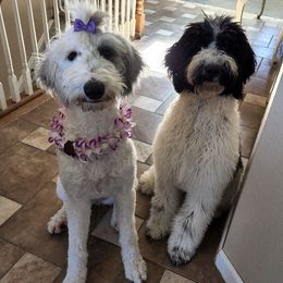 Sheepadoodles from Lola's Sheepadoodles