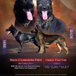 Chelsea - German Shepherd