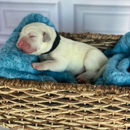 Black - Yellow male Labrador Retriever puppy in Houston, Texas from Alpha English Labs