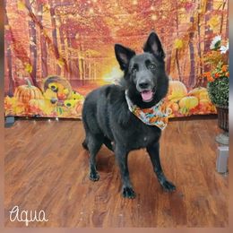 Aqua - German Shepherd