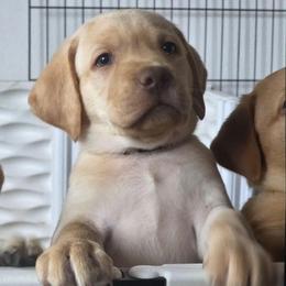 Boy 4 - Yellow male Labrador Retriever puppy in Osburn, Idaho from Faithful Mountain Labradors