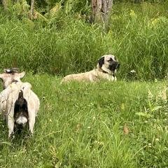 Tajik - Kangal