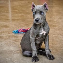 Shadow - Gray brindle female Cane Corso puppy in Trenton, Texas from Trained To Go Corso Kennels (T.T.G. Corso Kennels)