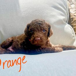 Boy 3 - Labradoodle puppy in Cedar City, Utah from Doodles Playground