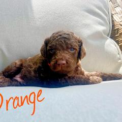 Boy 3 - Labradoodle puppy in Cedar City, Utah from Doodles Playground