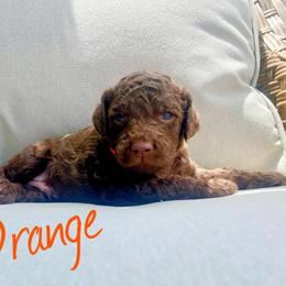 Boy 3 - Labradoodle puppy in Cedar City, Utah from Doodles Playground