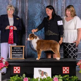 Kizmet - Miniature American Shepherd