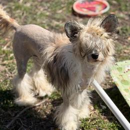Apple (On Hold - Pending) - Black white and tan female Chinese Crested puppy in Rockwall (Dallas Area), Texas from Ridgelake Ranch Chinese Cresteds