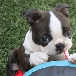 Boston Terriers from Azcowboyz Boston Terriers