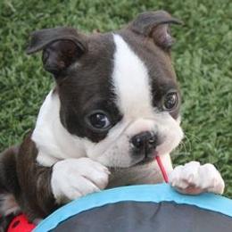 Boston Terriers from Azcowboyz Boston Terriers