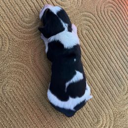 Boy 4 - Black brown and white male Basset Hound puppy in Noblesville, Indiana from Russell Bassets