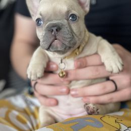 French Bulldog Puppies from Orderofthebulldogs, LLC