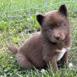 Boy 4 - Brown and white Siberian Husky puppy in Jonesborough, Tennessee from Dry Creek Siberians