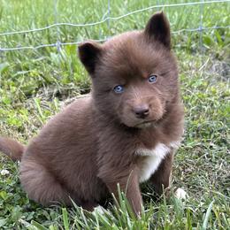 Boy 4 - Brown and white Siberian Husky puppy in Jonesborough, Tennessee from Dry Creek Siberians
