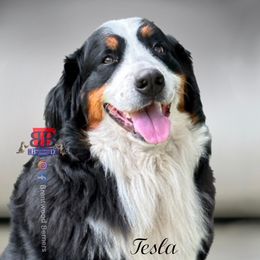 Tesla - Bernese Mountain Dog