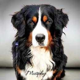 Tesla - Bernese Mountain Dog