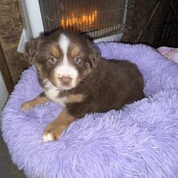 Red tri male - Red tri male Miniature Australian Shepherd puppy in Graham, North Carolina from Thompson Farm Mini Aussies