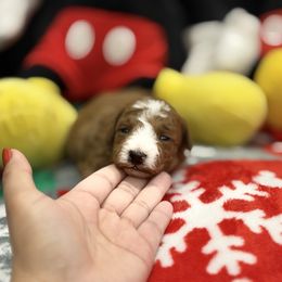 John - Red  male Poodle puppy in Miami, Florida from Poodles 4 Life