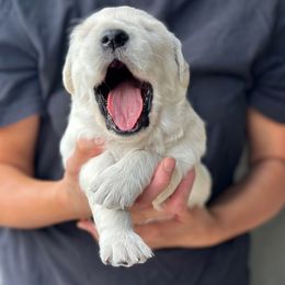 Golden Retriever Puppies from Bramble Berry Goldens