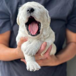 Golden Retriever Puppies from Bramble Berry Goldens