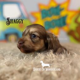 Shaggy - Cream male Dachshund puppy in Rainier, Oregon from Doxies in Wonderland