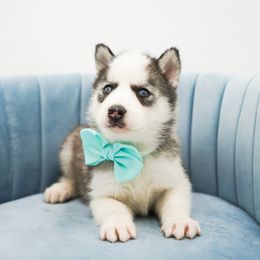 Bolt - Gray and white male Siberian Husky puppy in Elmwood Park, Illinois from HuskiesAndGoldensWithFinesse