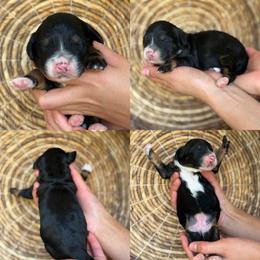Grayson - Tri-color male Bernedoodle puppy in Yuciapa, California from AlltheDoodlez_