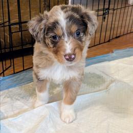 Havarti - Red merle female Australian Shepherd puppy in Pamplin, Virginia from Hope & Joy Acres