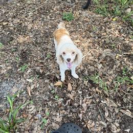 Alani - Poodle